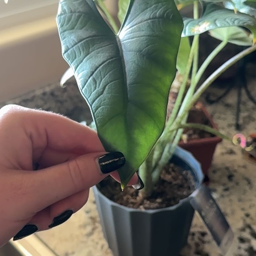 Photo of the plant species Alocacia by @Kimberkat14 named Greg on Greg, the plant care app