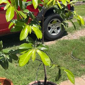 Photo of the plant species Black Sapote by @HipMizuna35 named Sapote (chocolate) on Greg, the plant care app