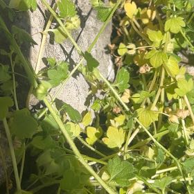Photo of the plant species Ivy-Leaved Speedwell by @FlawlessPansy26 named Plato on Greg, the plant care app