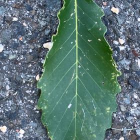 Photo of the plant species Chinkapin Oak by @YeahTigeraloe named Daphne on Greg, the plant care app