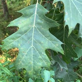 Photo of the plant species Northern Red Oak by @YeahTigeraloe named Kobe on Greg, the plant care app