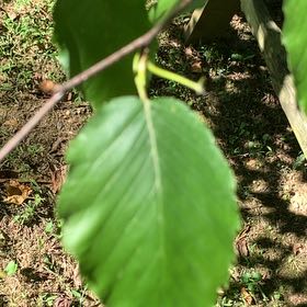 Photo of the plant species Alabama Supplejack by @YeahTigeraloe named Rainier on Greg, the plant care app