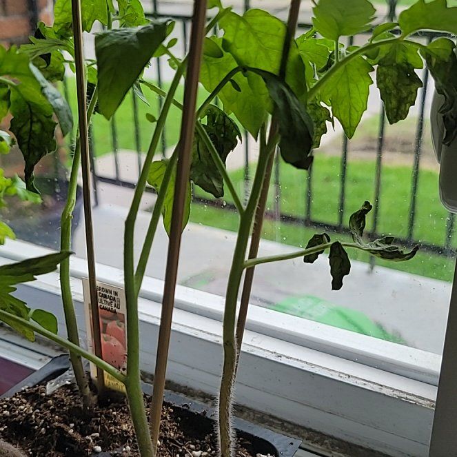 Photo of the plant species Big Beef Tomato by @ElatedDecodon2 named Big Beef on Greg, the plant care app