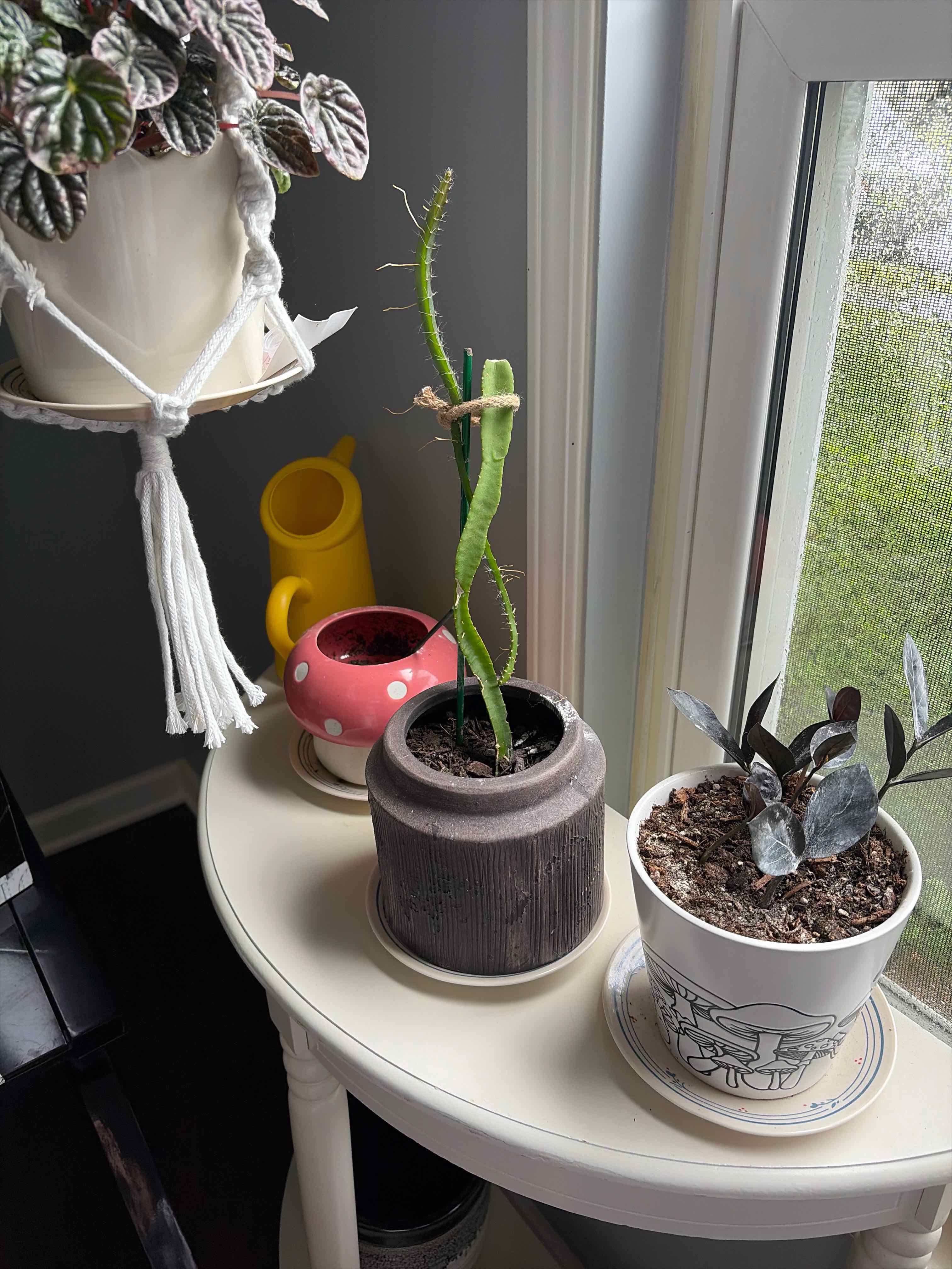 Photo of the plant species Dragon Fruit by @DirectEspostoa named Forrest on Greg, the plant care app