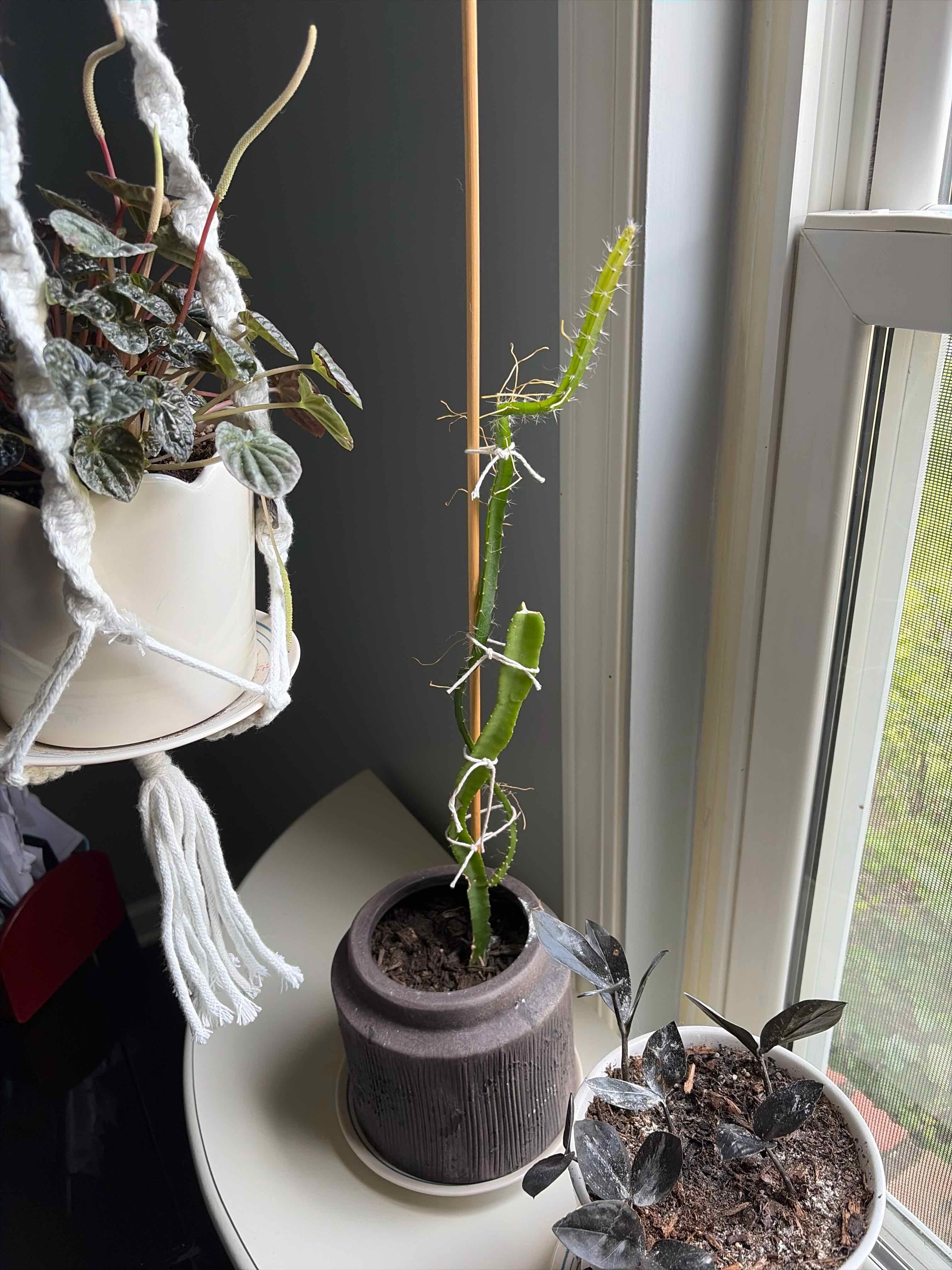 Photo of the plant species Dragon Fruit by @DirectEspostoa named Forrest on Greg, the plant care app