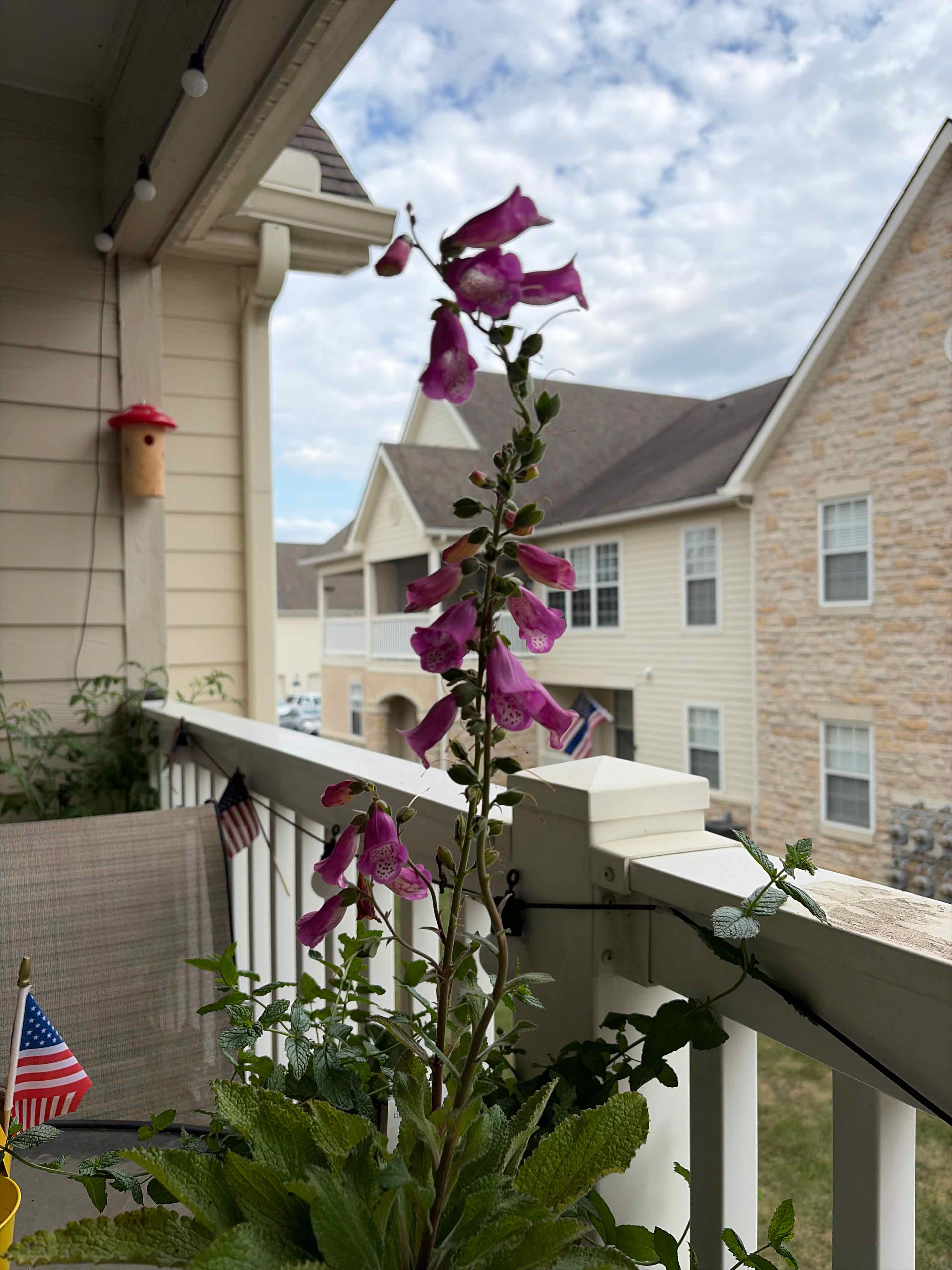 Photo of the plant species Common Foxglove by @DirectEspostoa named Madonna on Greg, the plant care app