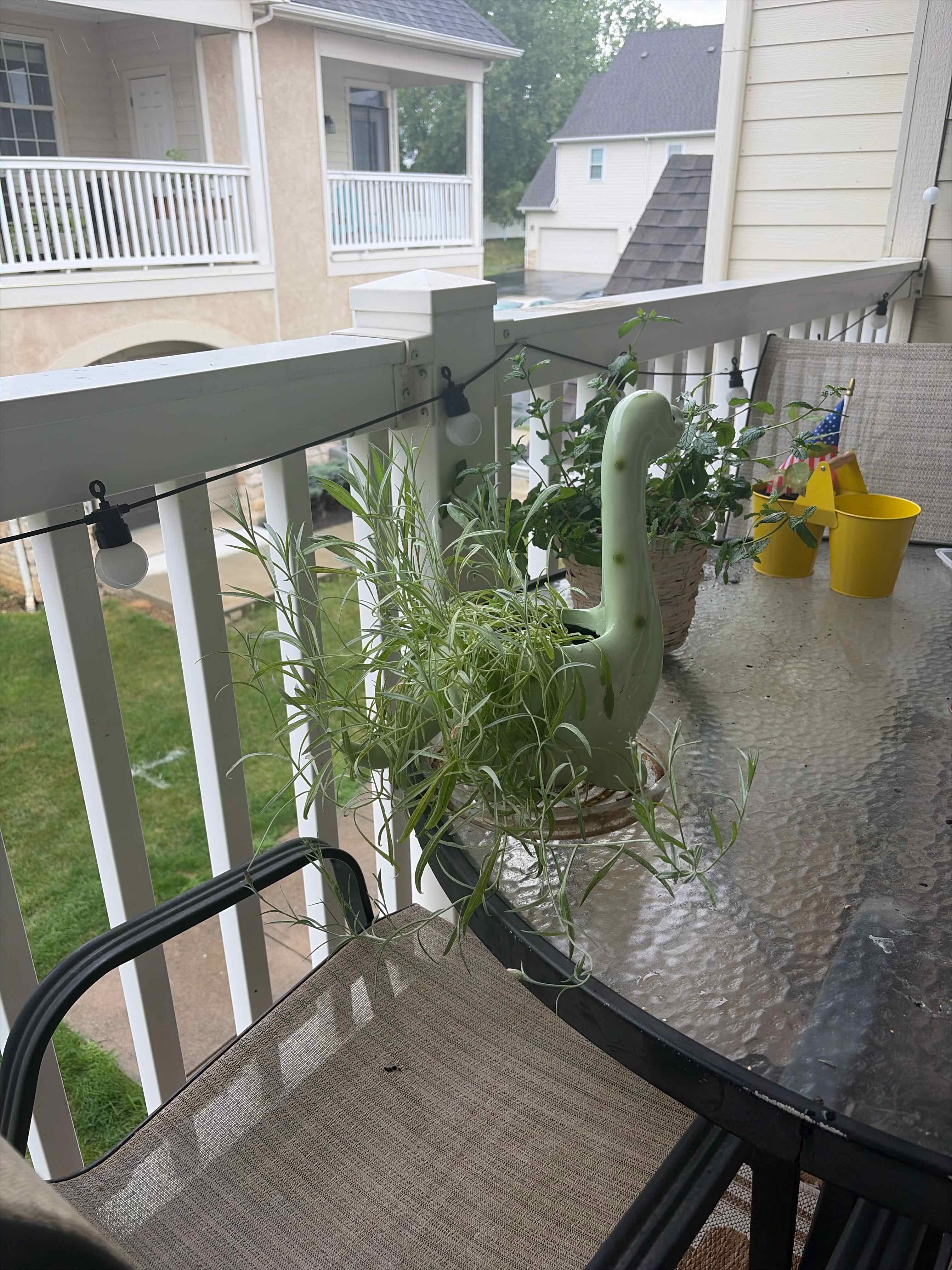 Photo of the plant species Garden Cosmos by @DirectEspostoa named Kesha on Greg, the plant care app