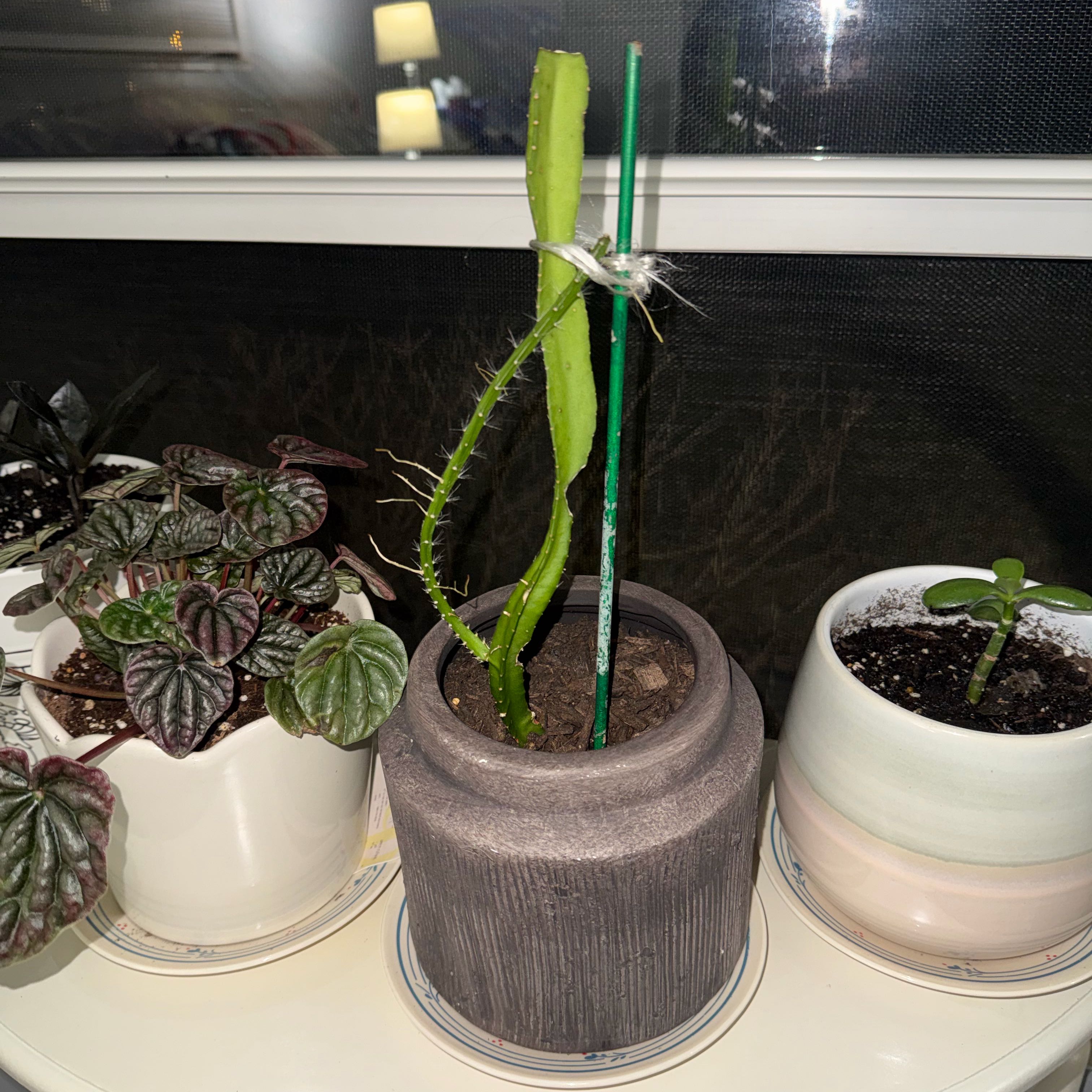 Photo of the plant species Dragon Fruit by @DirectEspostoa named Forrest on Greg, the plant care app