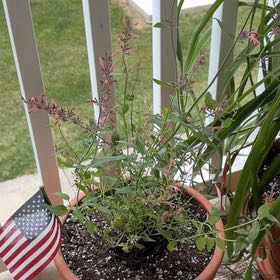 Photo of the plant species Tango Hummingbird Mint by @DirectEspostoa named Osmo on Greg, the plant care app