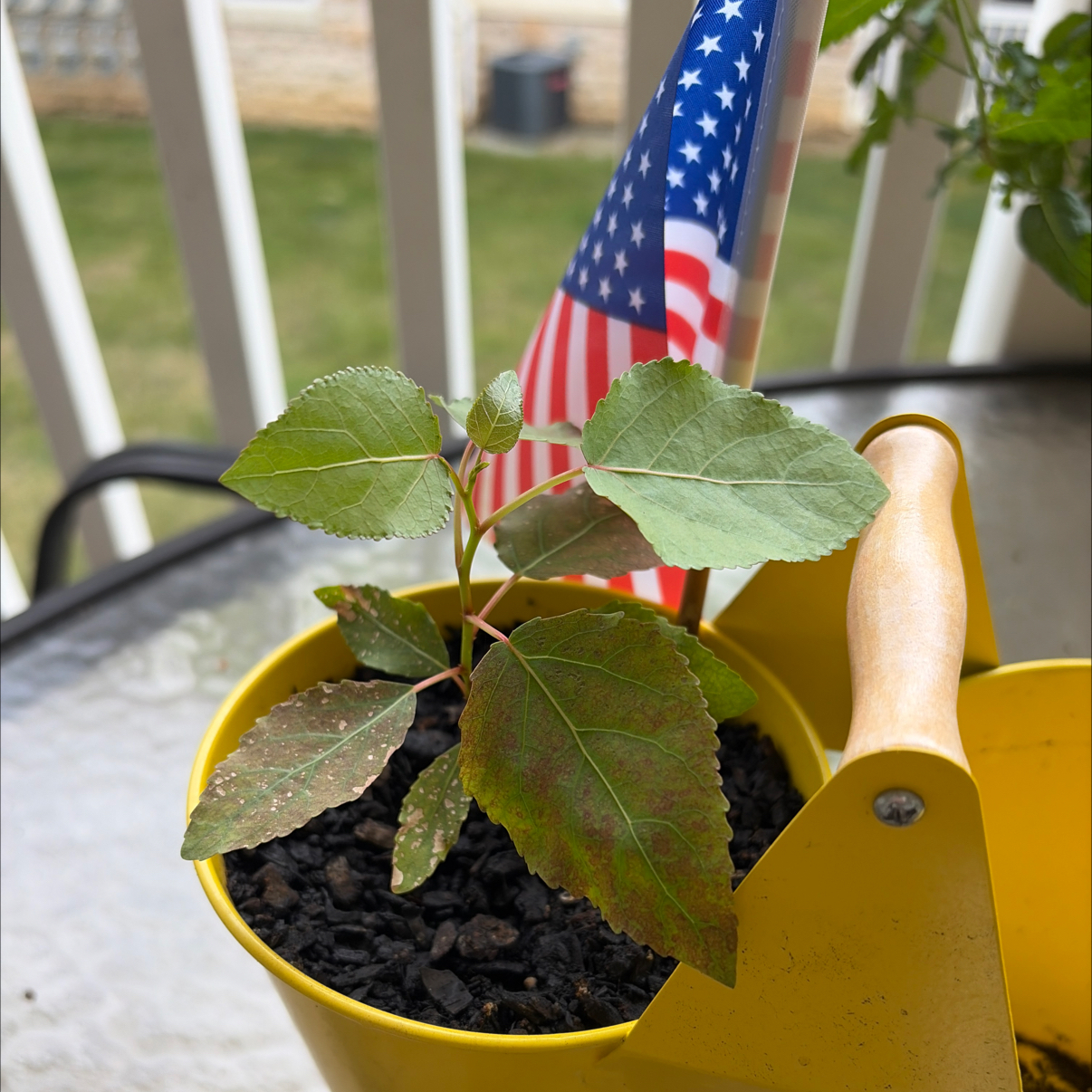 Photo of the plant species Common Cottonwood by @DirectEspostoa named Hemingway on Greg, the plant care app