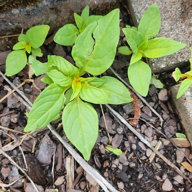 Photo of the plant species Mississippi Loosestrife by @GladMoss87 named Sir Plancelot on Greg, the plant care app
