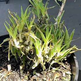 Photo of the plant species succulents by @SirMinikitty37 named Kesha on Greg, the plant care app