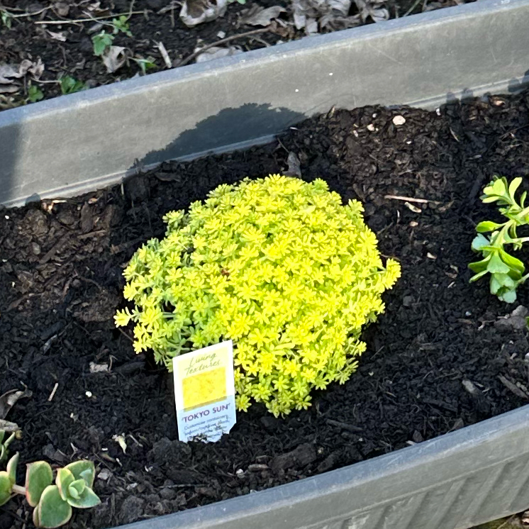 Photo of the plant species Tokyo Sun Stonecrop by @FightinPlants named Harper on Greg, the plant care app