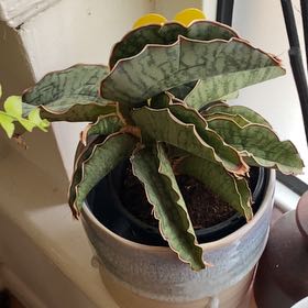 Photo of the plant species Snake Plant by @OrganicPukatea named Duke on Greg, the plant care app