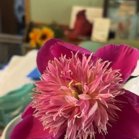 Photo of the plant species Opium Poppy by @GodlyCowslip50 named Bruce Lee on Greg, the plant care app