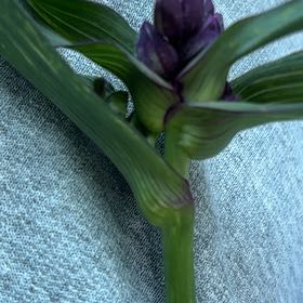 Photo of the plant species Salsify by @GodlyCowslip50 named Duke on Greg, the plant care app