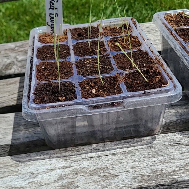 Photo of the plant species Ruby Red Onion by @BoldDutchiris92 named Onion on Greg, the plant care app