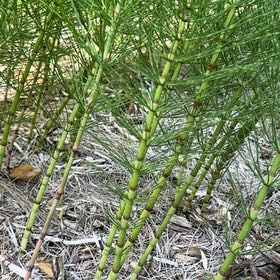 Photo of the plant species Great Horsetail by @AceRockfig27 named Miley on Greg, the plant care app
