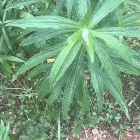 Photo of the plant species Lion's Ear by @SpeedyBrakefern named Harper on Greg, the plant care app