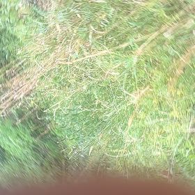 Photo of the plant species Australian Tree Fern by @SpeedyBrakefern named Denali on Greg, the plant care app
