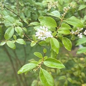 Photo of the plant species Chinese Privet by @SpeedyBrakefern named Plato on Greg, the plant care app