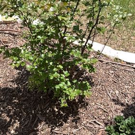 Photo of the plant species Crape Myrtle by @SuavePotato64 named Luna on Greg, the plant care app