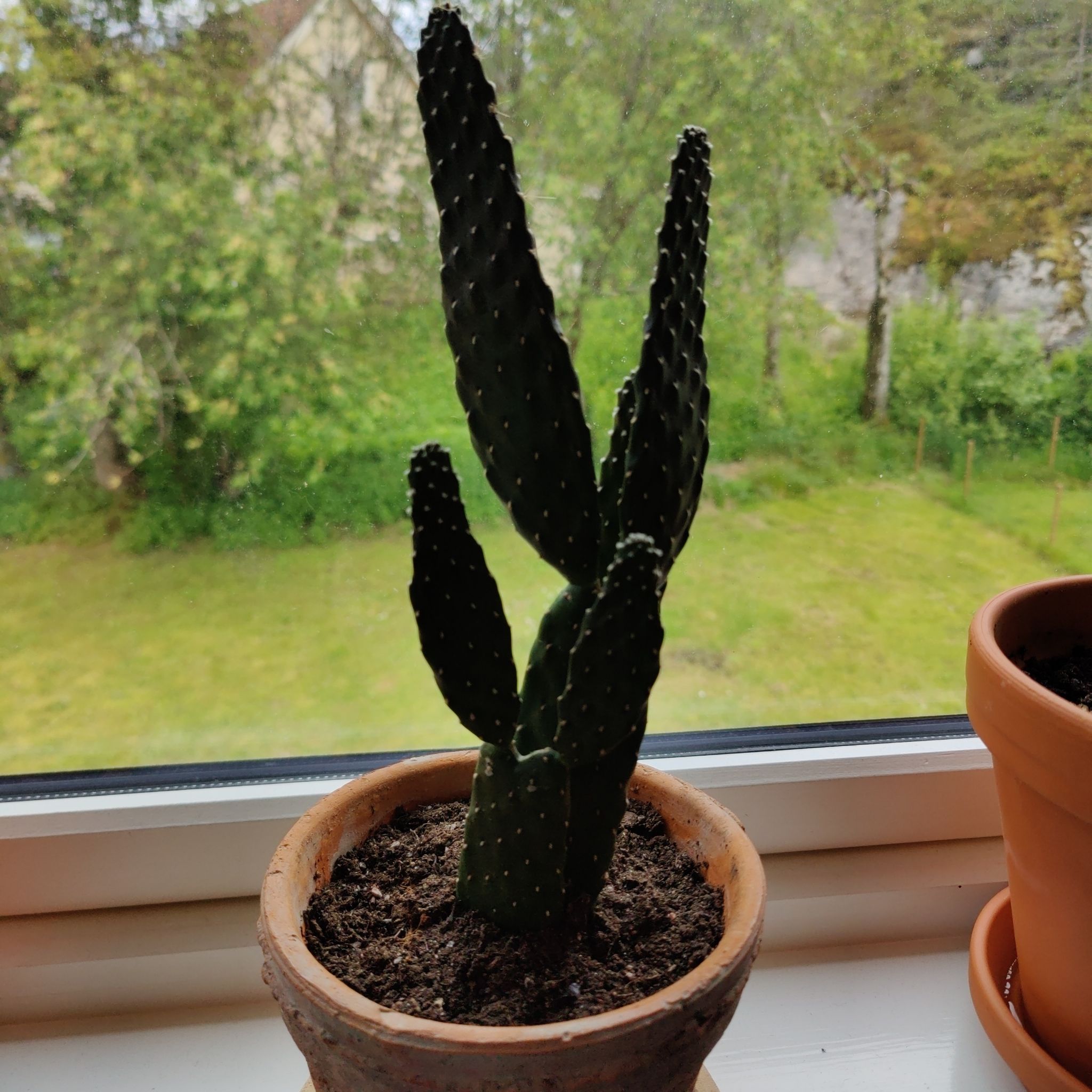 Photo of the plant species fig opuntia by @ZingLadyfingers named Willow on Greg, the plant care app