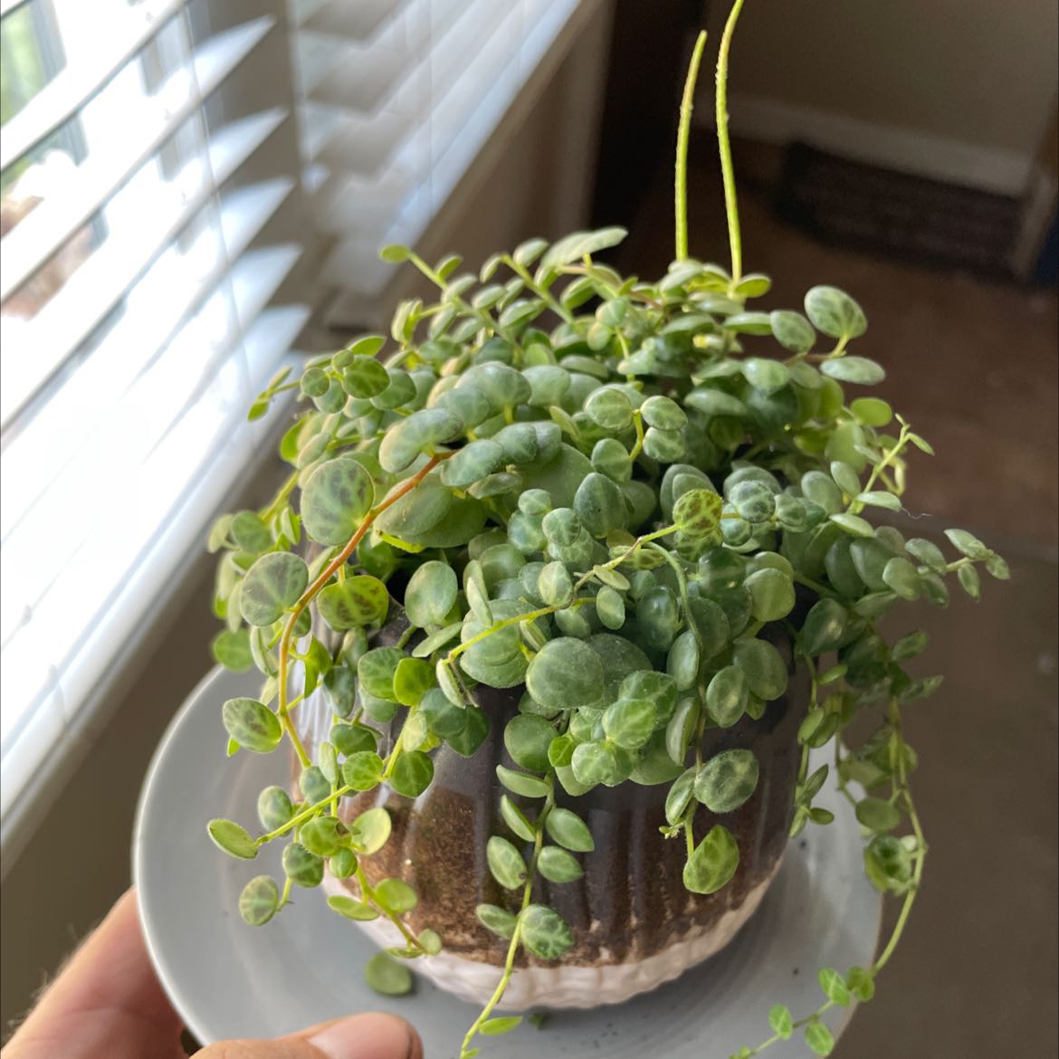 Trailing Jade plant in a pot with green leaves, well-framed and in focus.