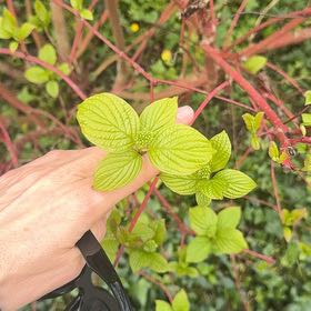 Photo of the plant species Red-Barked Dogwood by @YeahSeastock28 named Planty on Greg, the plant care app
