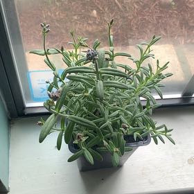 Photo of the plant species English Lavender 'Aromatico Blue Improved' by @BrawnyZulugiant named Cleopatra on Greg, the plant care app