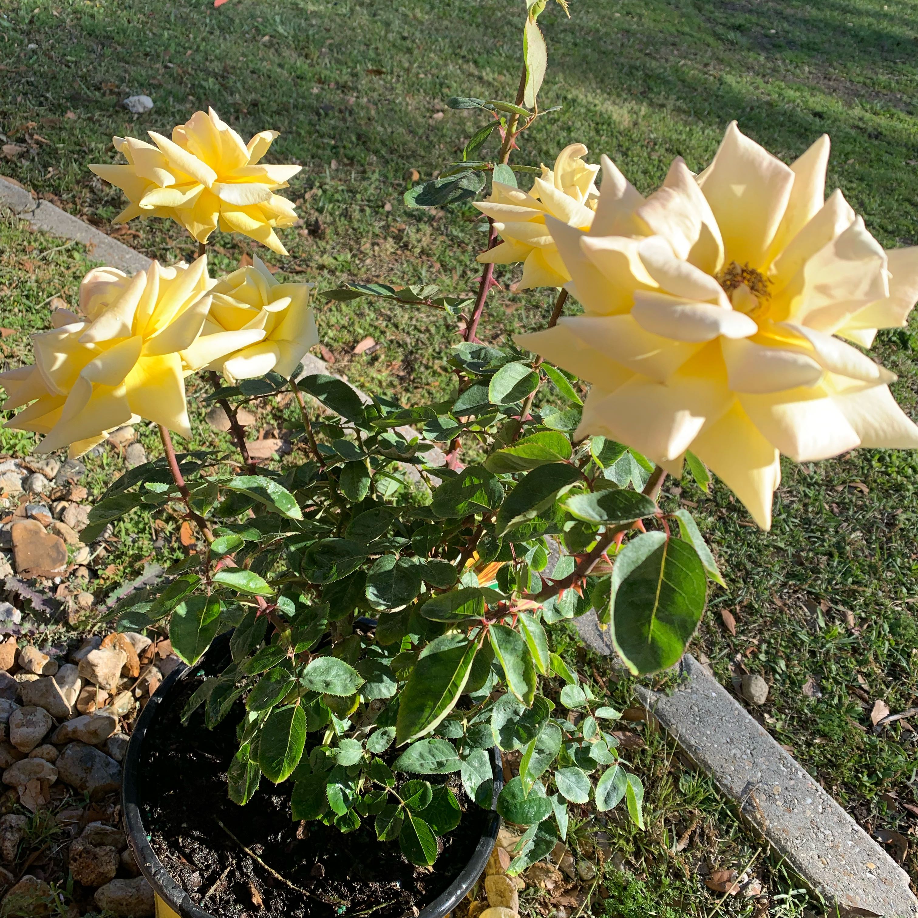 Photo of the plant species Oregold Rose by @BrawnyZulugiant named Lola on Greg, the plant care app