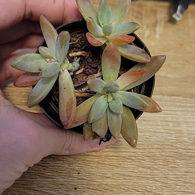 Photo of the plant species Graptoveria 'Blue Pearl' by @NewArrowhead29 named Baby Pearl on Greg, the plant care app