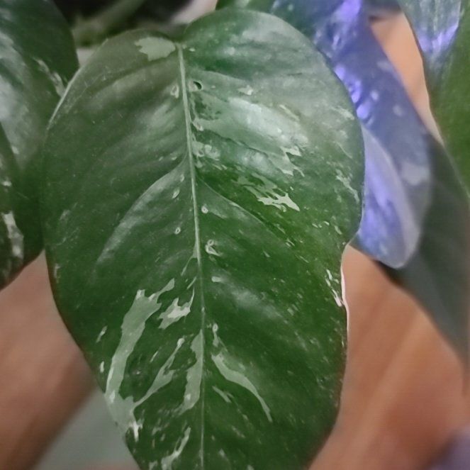 Photo of the plant species Monstera Standleyana 'Aurea Variegata' by @BrawnyLukiwan69 named Plato on Greg, the plant care app