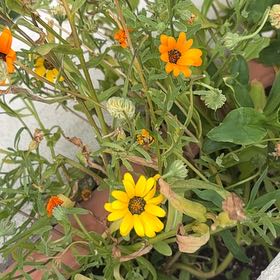 Photo of the plant species Glandular Cape Marigold by @ZestyCentella84 named Nithin on Greg, the plant care app
