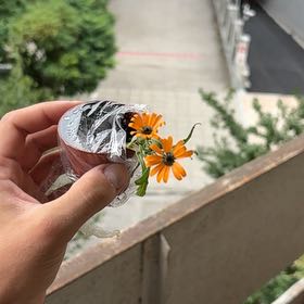 Photo of the plant species Sulphur Cosmos by @ZestyCentella84 named Mando on Greg, the plant care app