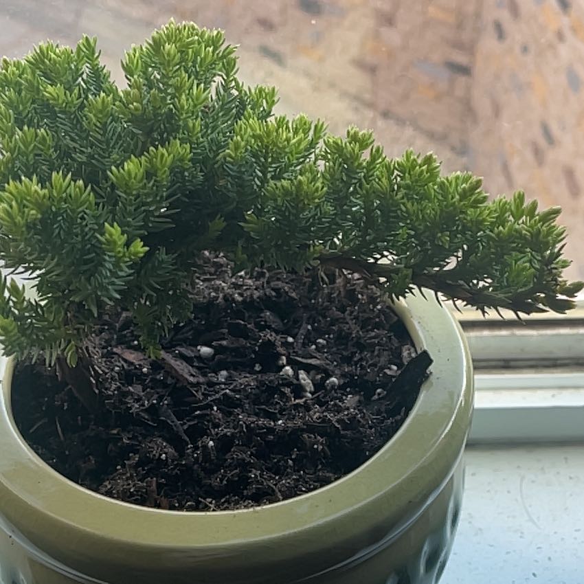 Photo of the plant species Japanese Garden Juniper by @EuphoricJonquil named Hamilton on Greg, the plant care app