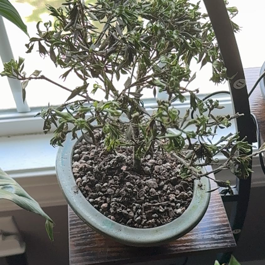 Plant care for Brenia Snowbush on Greg, the plant care app