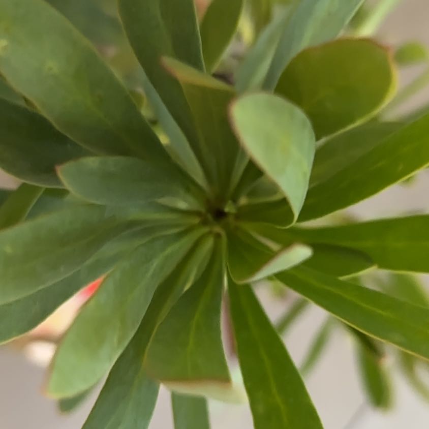Photo of the plant species Lilium Pardalinum by @ClearBuroak10 named Kobe on Greg, the plant care app