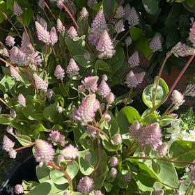 Photo of the plant species Pink Mulla Mulla by @AceGermanivy44 named Delilah on Greg, the plant care app