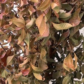 Photo of the plant species Eugenia by @HonoraryPhlox78 named Doja Cat on Greg, the plant care app