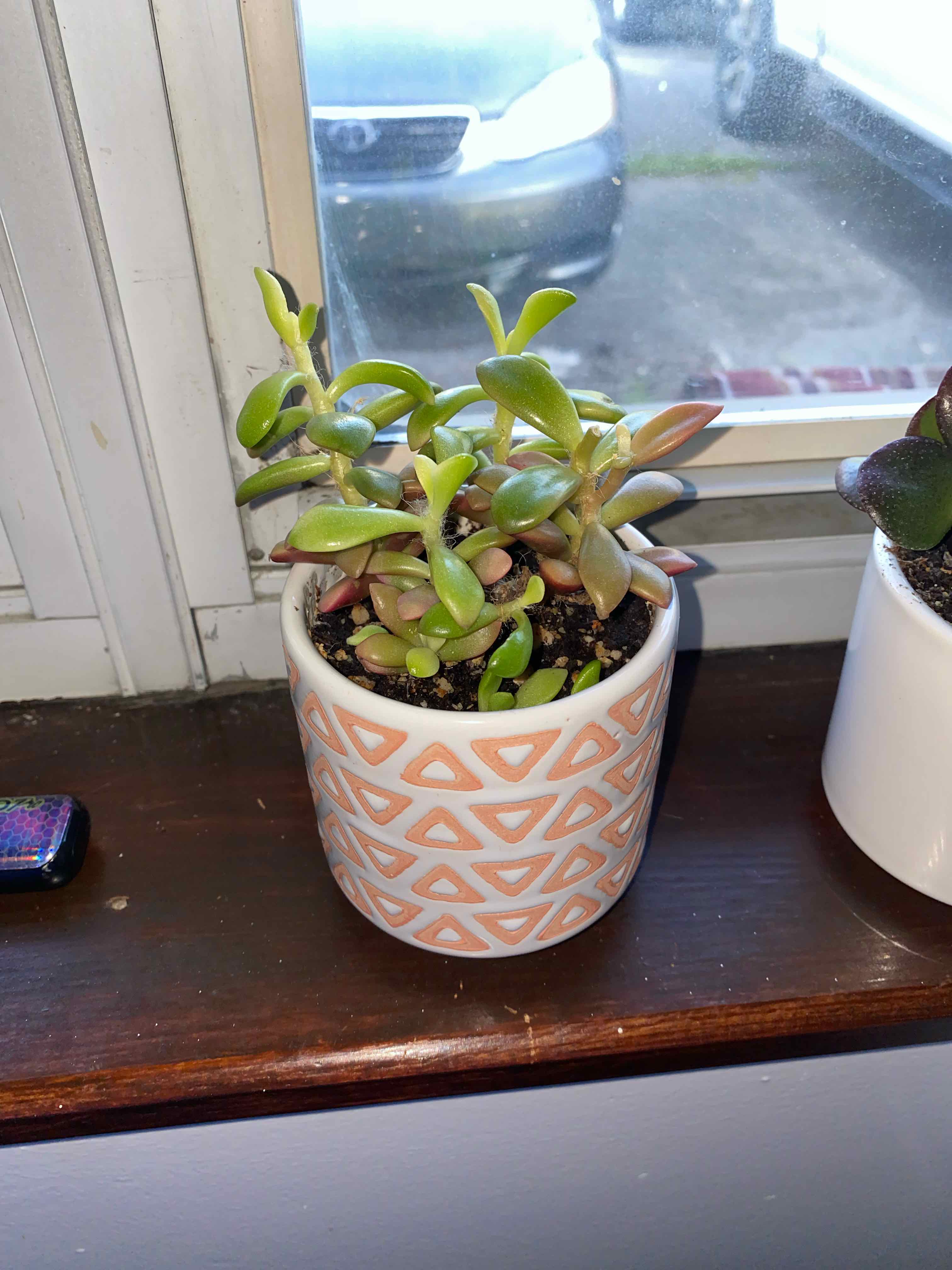 Photo of the plant species Anacampseros telephiastrum by @WhizKudulily9 named Gates on Greg, the plant care app