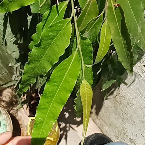 Photo of the plant species False Ashok by @BestCatgrass20 named Madonna on Greg, the plant care app
