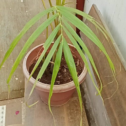 Photo of the plant species Thuja 'Can Can' by @BestCatgrass20 named Nemo on Greg, the plant care app