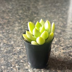 Photo of the plant species Echeveria 'Grey Red' by @PluckyAirpotato named Wall-E on Greg, the plant care app