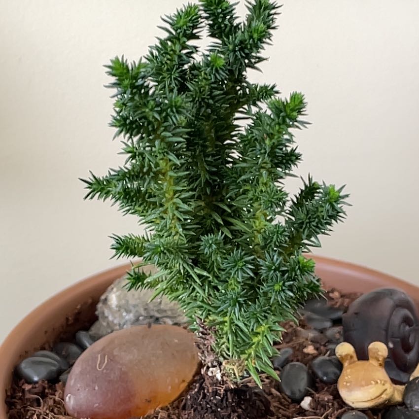 Photo of the plant species Japanese Cedar 'Compressa' by @OrganicPalqui83 named Treeyoncé on Greg, the plant care app