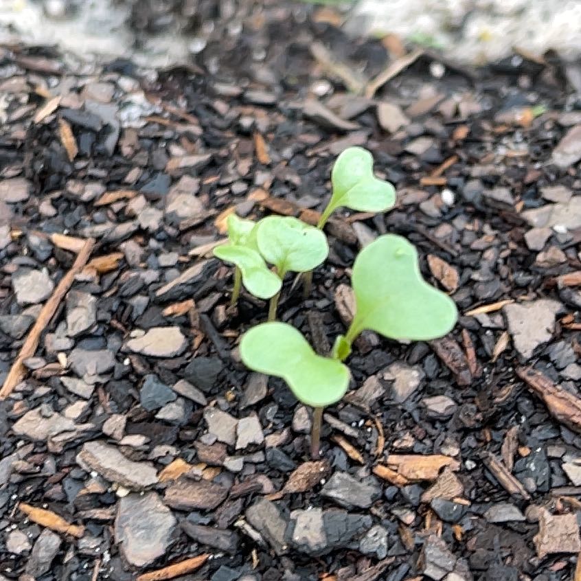 Photo of the plant species Georgia Collard by @TMagic229 named Captain Plant-it on Greg, the plant care app