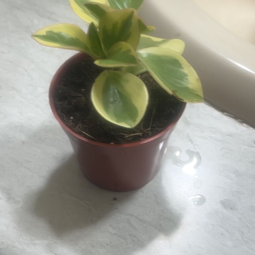 Photo of the plant species Pepperomia by @BrownSkinQueen named Baby on Greg, the plant care app