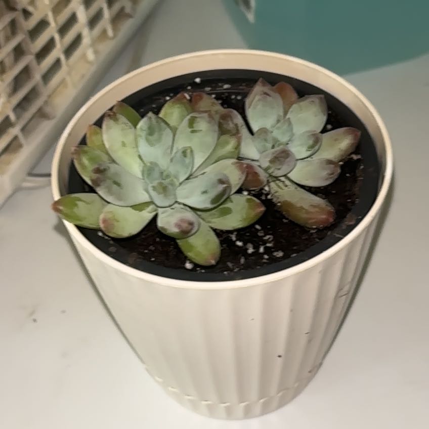 Photo of the plant species Pachyphytum 'Starburst' by @BrownSkinQueen named Sproutacus on Greg, the plant care app