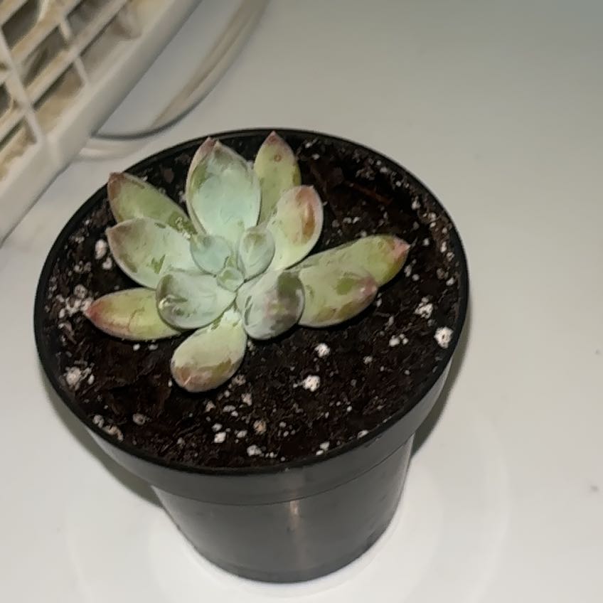 Photo of the plant species Pachyphytum 'Starburst' by @BrownSkinQueen named Pax on Greg, the plant care app