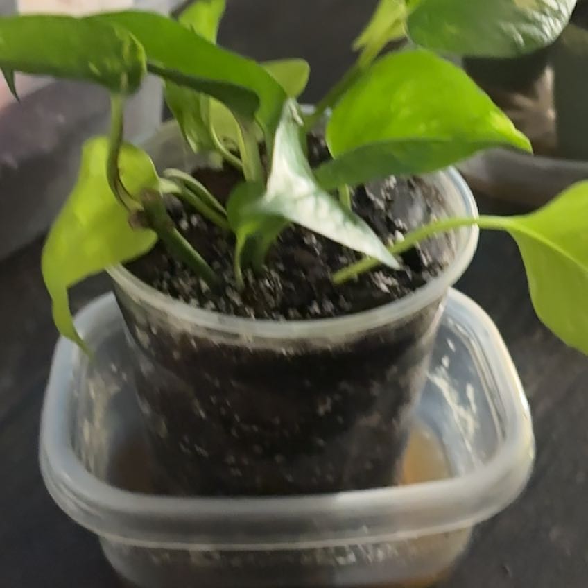 Photo of the plant species Pothos by @BrownSkinQueen named Planty on Greg, the plant care app